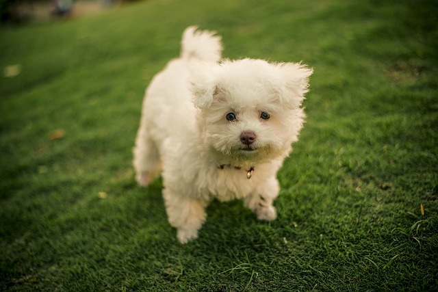 Free download dog puppy animal closeup free picture to be edited with GIMP free online image editor
