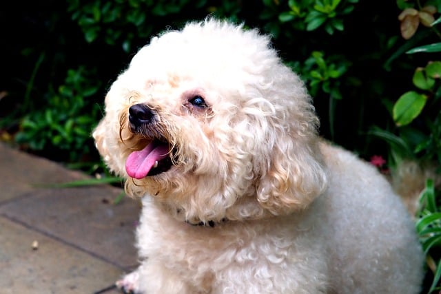 Free download dog puppy animal mammal pet free picture to be edited with GIMP free online image editor