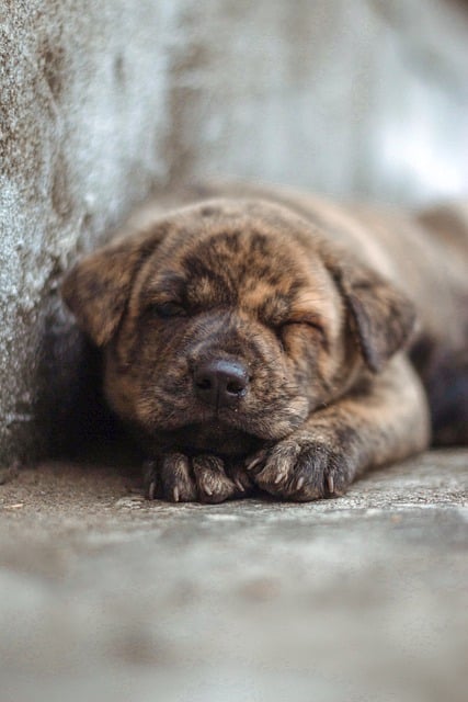 Free download dog puppy asleep outdoors free picture to be edited with GIMP free online image editor