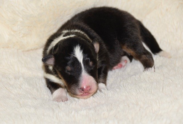 무료 다운로드 Dog Puppy Baby Shetland - 무료 사진 또는 GIMP 온라인 이미지 편집기로 편집할 수 있는 사진
