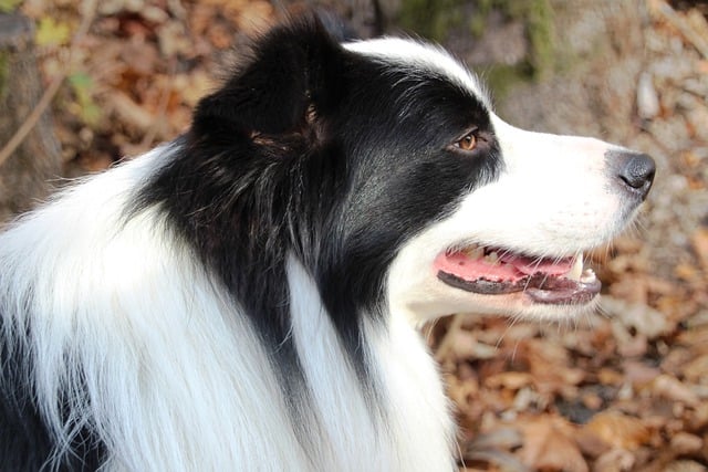Free download dog puppy border collie pet free picture to be edited with GIMP free online image editor