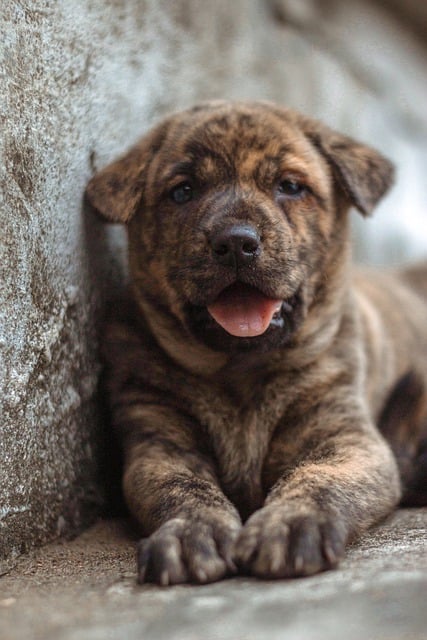 Free download dog puppy canine cute outside pet free picture to be edited with GIMP free online image editor