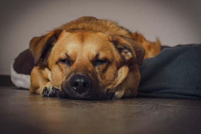 Free download dog puppy canine hund asleep free picture to be edited with GIMP free online image editor
