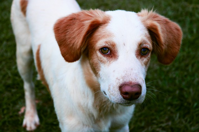 Free download dog puppy canine mammal cute free picture to be edited with GIMP free online image editor