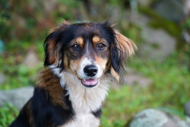 Free download dog puppy canine pedigree pet free picture to be edited with GIMP free online image editor