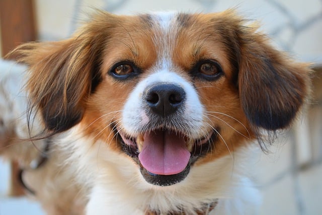 ດາວໂຫຼດຟຣີ dog puppy canine pet animal cute free picture to be edited with GIMP free online image editor