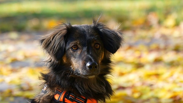Free download dog puppy canine pet pedigree free picture to be edited with GIMP free online image editor