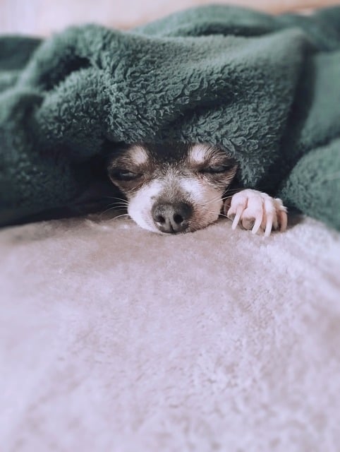 Free download dog puppy chihuahua pet animals free picture to be edited with GIMP free online image editor