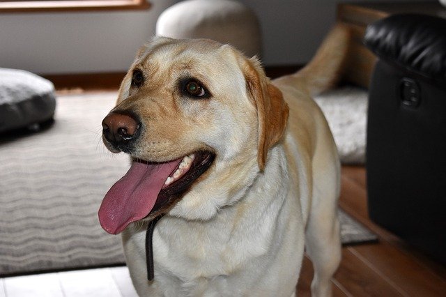 Gratis download Dog Puppy Cute - gratis foto of afbeelding om te bewerken met GIMP online afbeeldingseditor