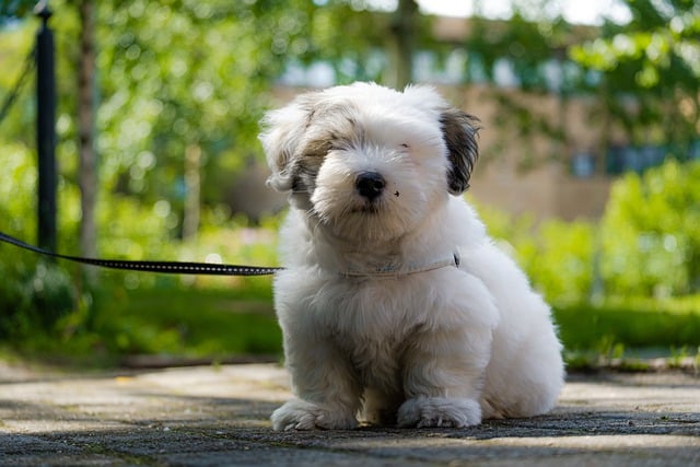 Free download dog puppy cute summer animal park free picture to be edited with GIMP free online image editor