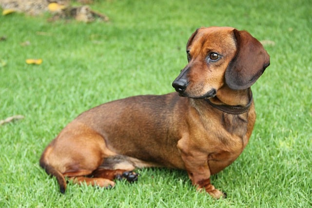 Free download dog puppy dachshund wiener pet free picture to be edited with GIMP free online image editor