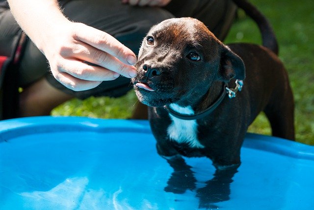 Скачать бесплатно Dog Puppy Doggy Style - бесплатное фото или изображение для редактирования с помощью онлайн-редактора GIMP