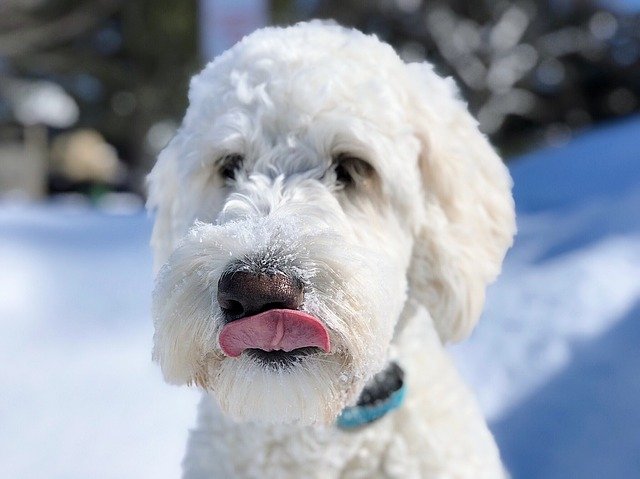 Muat turun percuma Dog Puppy Goldendoodle - foto atau gambar percuma untuk diedit dengan editor imej dalam talian GIMP