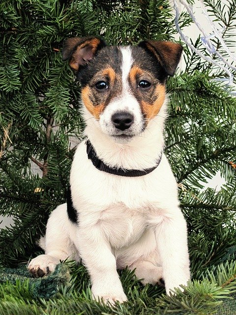 Free picture Dog Puppy Jack Russel -  to be edited by GIMP free image editor by OffiDocs
