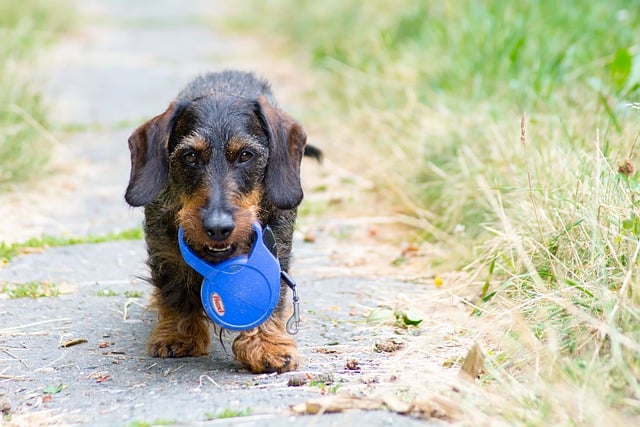 Free download dog puppy leash pedigree scruffy free picture to be edited with GIMP free online image editor