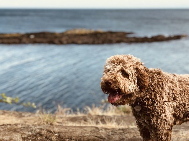 Descarga gratuita Dog Puppy Outside: foto o imagen gratuita para editar con el editor de imágenes en línea GIMP