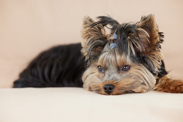 Free download dog puppy pet animal free picture to be edited with GIMP free online image editor