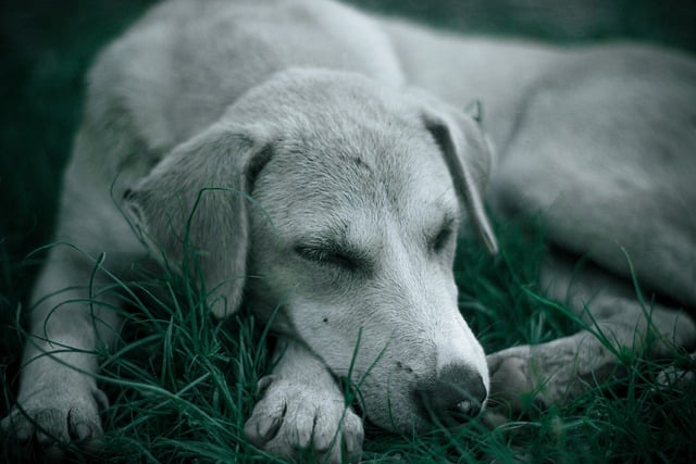 Free download dog puppy pet sleep field animal free picture to be edited with GIMP free online image editor