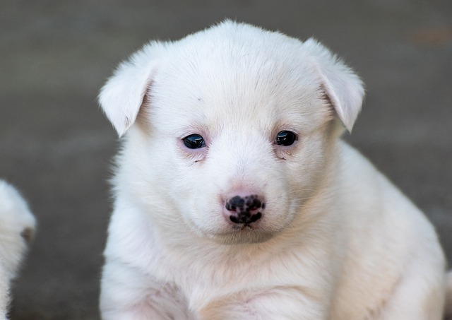 Free download dog puppy pet young eyes cute free picture to be edited with GIMP free online image editor