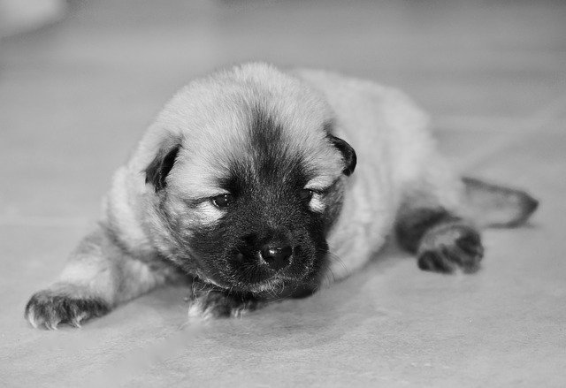 Köpek Yavrusu Fotoğraf Siyah Beyaz