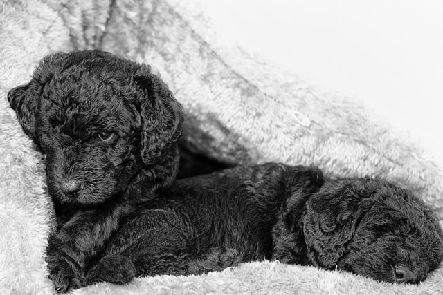 Free download dog puppy pooch domestic animal free picture to be edited with GIMP free online image editor