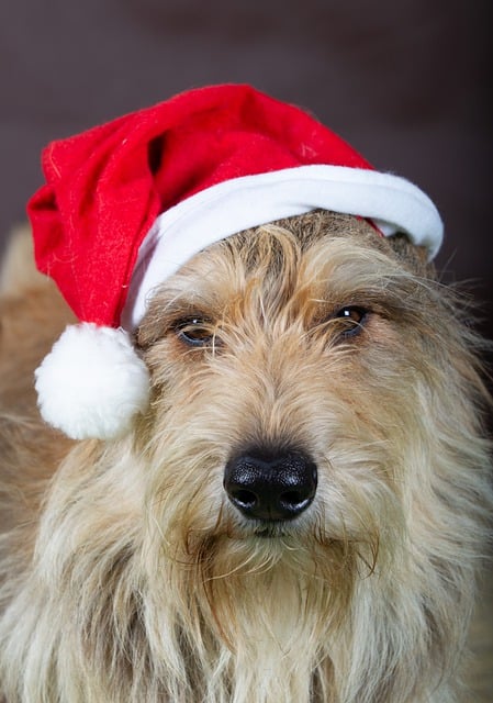 Free download dog puppy santa hat nicholas free picture to be edited with GIMP free online image editor