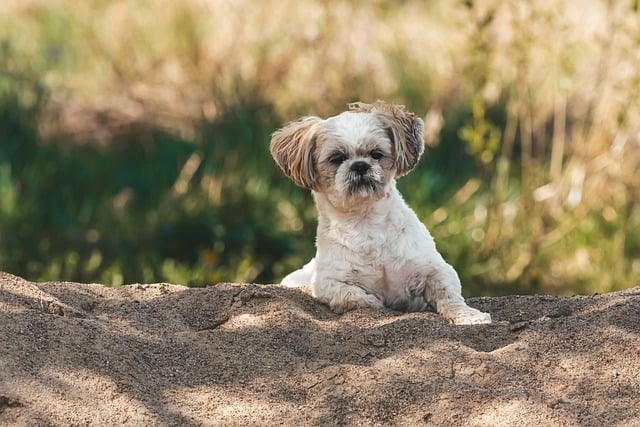 Free download dog puppy shih tzu animal nature free picture to be edited with GIMP free online image editor