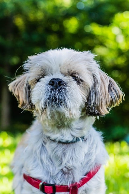 Free download dog puppy shih tzu mammal fur free picture to be edited with GIMP free online image editor