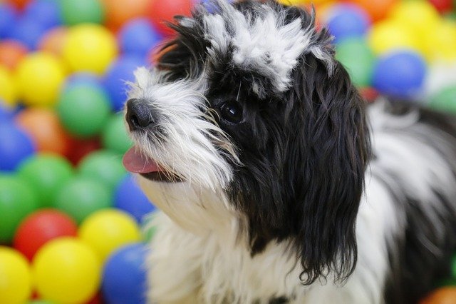 Free download dog puppy shih tzu tibetan terrier free picture to be edited with GIMP free online image editor
