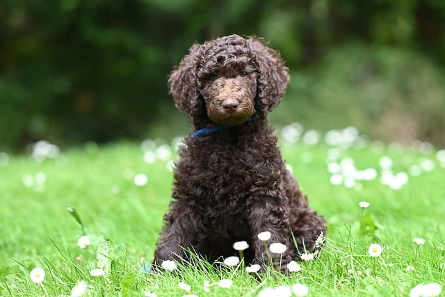 Free download dog puppy standard poodle animal free picture to be edited with GIMP free online image editor