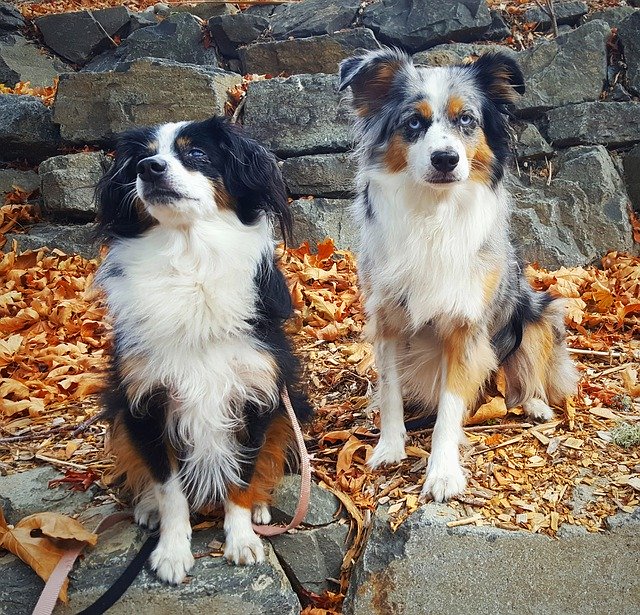 Free download Dog Puppy Walker -  free photo or picture to be edited with GIMP online image editor