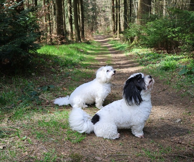 Gratis download hond puppy witte hond tule katoen gratis foto om te bewerken met GIMP gratis online afbeeldingseditor