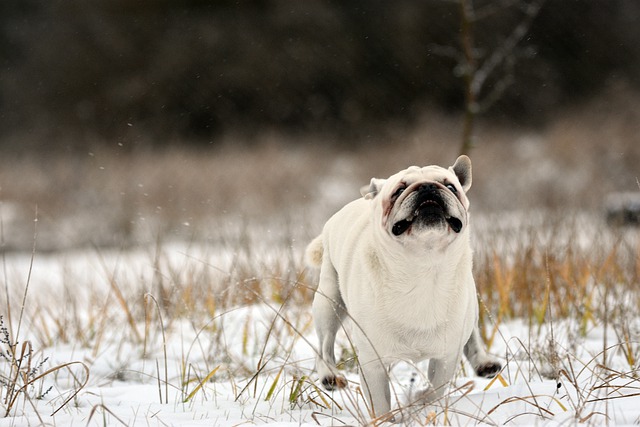 Free download dog puppy white pug fun snow free picture to be edited with GIMP free online image editor