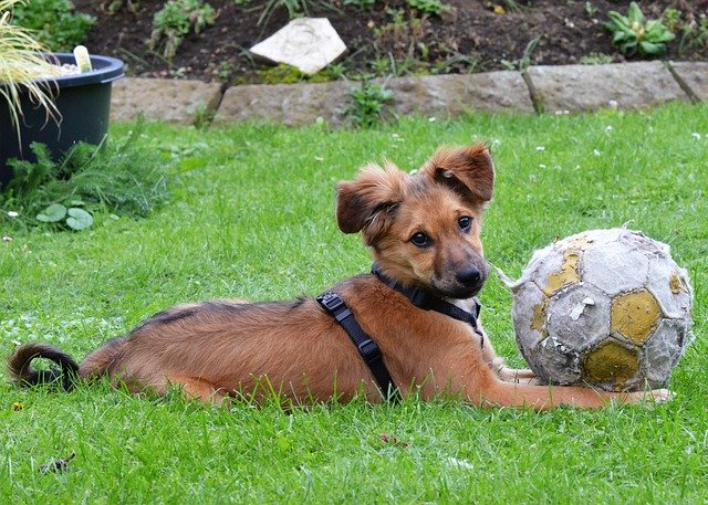 Descărcare gratuită Dog Puppy With Ball - fotografie sau imagini gratuite pentru a fi editate cu editorul de imagini online GIMP