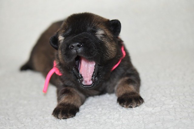 Free download Dog Puppy Young Eurasier -  free free photo or picture to be edited with GIMP online image editor