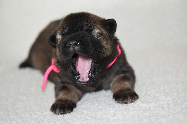 Muat turun percuma Dog Puppy Young Eurasier - foto atau gambar percuma percuma untuk diedit dengan editor imej dalam talian GIMP