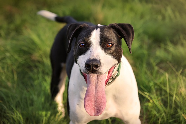 Free download dog rescue dog pet friend happy free picture to be edited with GIMP free online image editor