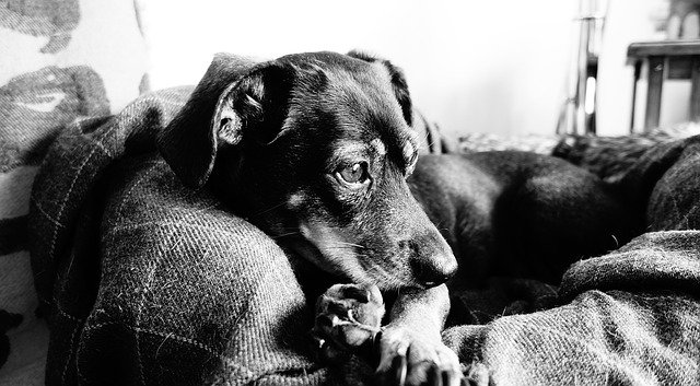 Unduh gratis Dog Rest Black White - foto atau gambar gratis untuk diedit dengan editor gambar online GIMP