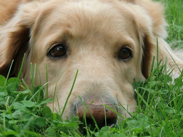 Unduh gratis Dog Rest Pet - foto atau gambar gratis untuk diedit dengan editor gambar online GIMP