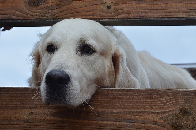 Muat turun percuma Dog Retriever View - foto atau gambar percuma untuk diedit dengan editor imej dalam talian GIMP