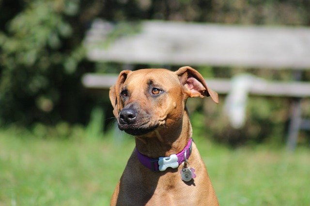 Free download Dog Ridgeback Face -  free photo or picture to be edited with GIMP online image editor