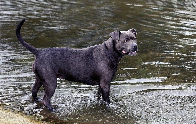 Free download dog river mammal summer river dog free picture to be edited with GIMP free online image editor