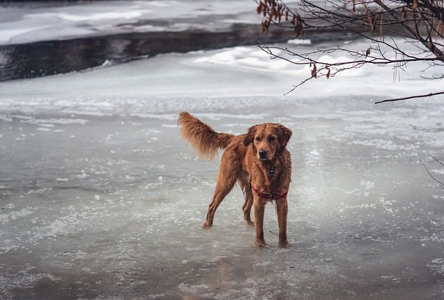 Free download dog river winter snow nature free picture to be edited with GIMP free online image editor