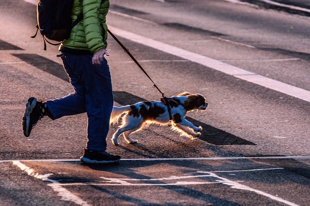 Free download dog road pet crossing leash free picture to be edited with GIMP free online image editor