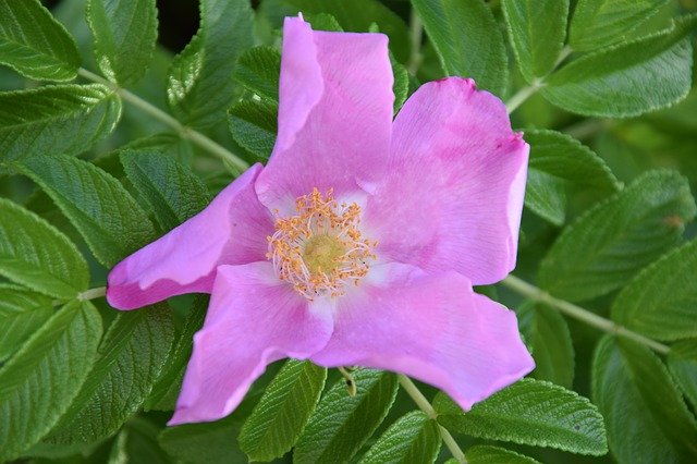 הורדה חינם Dog Rose Flower - תמונה או תמונה בחינם לעריכה עם עורך התמונות המקוון GIMP