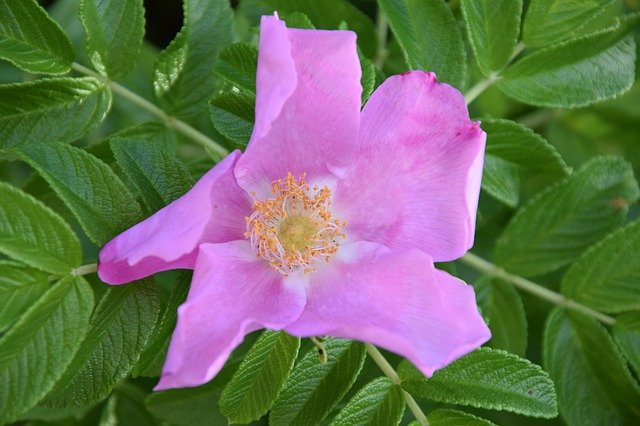 Free download Dog Rose Flower -  free photo or picture to be edited with GIMP online image editor