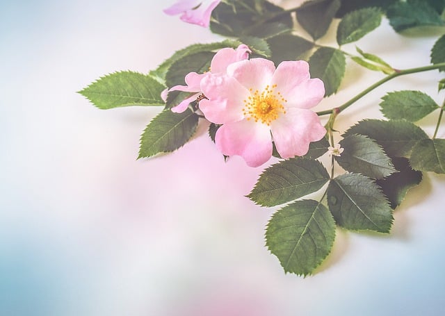 Free download dog rose flowers plant blossoms free picture to be edited with GIMP free online image editor