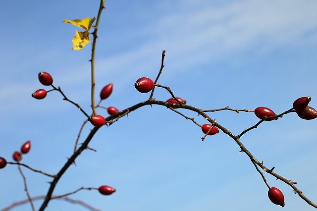 دانلود رایگان Dog Rose Hip Berries - عکس یا تصویر رایگان قابل ویرایش با ویرایشگر تصویر آنلاین GIMP