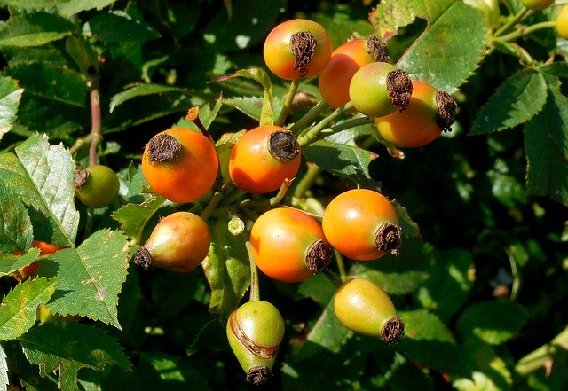 Bezpłatne pobieranie Dog Rose Rosa Canina Hips - darmowe zdjęcie lub obraz do edycji za pomocą internetowego edytora obrazów GIMP