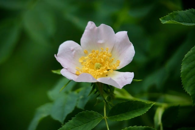 Free download dog rose rose blossom petals free picture to be edited with GIMP free online image editor